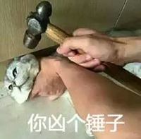 猫咪 掐脖子 锤子 你凶个锤子