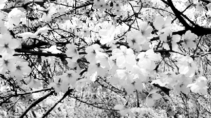 白话 树木 花瓣 动态