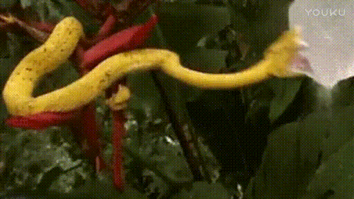 大蛇 金黄色 大嘴 绿叶