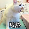 萌宠 喵星人 哦豁 惊讶 搞怪 呆萌