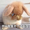 萌宠 兔子 不行 我受不了这委屈 搞怪 呆萌