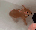 泼水 兔兔 洗澡 可爱