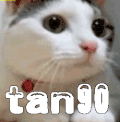 tan90 不存在的 猫咪