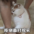 拒绝 面对 现实 猫