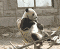 熊猫 自嗨 摇摇椅 萌化了 天然呆 动物 panda