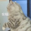 萌宠 喵星人 偷瞄 偷看 呆萌 可爱