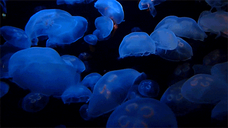 水母 蓝色 水下 漂