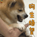 萌宠 狗 柴犬 狗生绝望 搞怪 soogif soogif出品