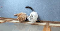 猫咪 跳跃 可爱 搞笑