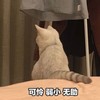 萌宠 猫星人 可怜弱小 无助 呆萌 可爱