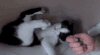 萌宠 猫 搞笑