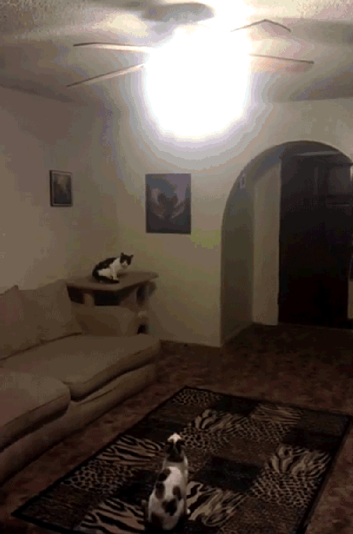 猫猫 跳跃 灯光 淘气