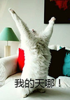 喵星人 猫主子 我的 天哪