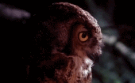 猫头鹰 转头 黑夜 怀疑 owl