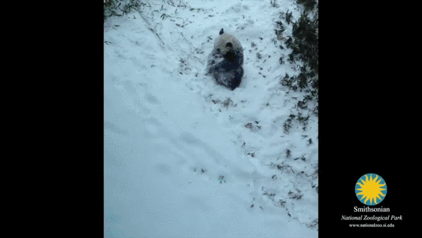 熊猫 滚动 雪林 自然 冬天  snow nature