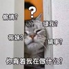 萌宠 猫星人 你背着我在干嘛 绿我 搞事 搞怪 呆萌