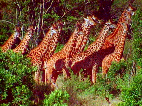 长颈鹿 动物 山林 树木