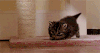 喵星人 猫咪 萌萌哒 小奶猫