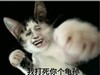 猫咪 拳头 恶搞 坏笑