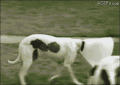 GIF 搞笑动态图片 搞笑GIF 动态图片 狗狗