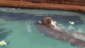 狗 狗救鱼  搞笑   游泳   好心办坏事