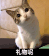 礼物 猫咪 歪头 呆萌 可爱