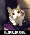 哒哒哒哒哒 猫咪 眼神 可爱