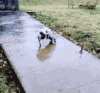 猪 黑白相间 玩水 可爱