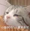 萌宠 猫星人 小猫咪凭什么要单身呢 好奇 呆萌 可爱