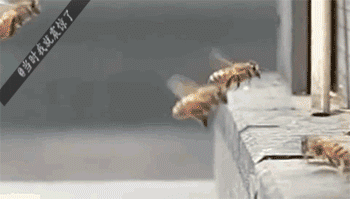 蜜蜂 特效 撞击 爆炸 恶搞 可怕