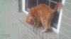 猫咪 可爱 萌宠 喵星人