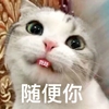萌宠 喵星人 随便你 我呸 淘气 调皮