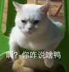 萌宠 猫星人 啊 你咋说呀 搞怪 逗