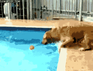 球 水塘 动物 狗