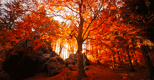自然 季节 秋天 色彩斑斓