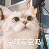 萌宠 猫星人 今晚有空吗 好奇 搞怪 呆萌
