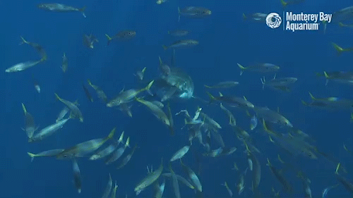 鲨鱼 可怕 鱼群 动漫