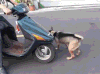动物 搞笑 小狗 奇葩