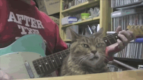 猫咪 主人 弹吉他 搞笑