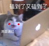 萌宠 喵星人 磕到了 满面通红 搞怪 逗