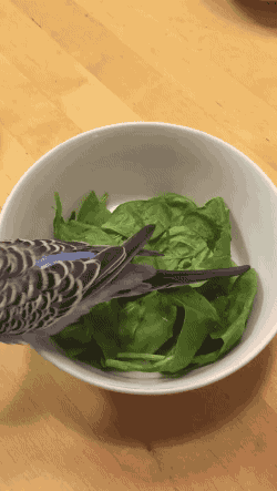 小鸟 菠菜 啄 白瓷碗 可爱