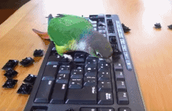 鹦鹉  可恶  我的键盘 这主人得疯了