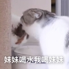 萌宠 喵星人 妹妹喝水 我喝妹妹 搞怪 逗