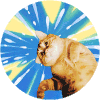 萌宠 猫咪 旋转 胖乎乎