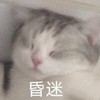 萌宠 喵星人 昏迷 呆萌 可爱