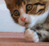 猫咪 可笑 呆萌 可爱