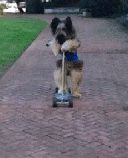 狗狗 滑板车 搞笑 可爱