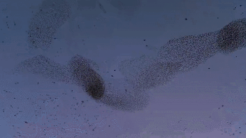 地球脉动 奇观 紫翅椋鸟 纪录片 震撼