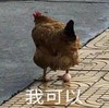 萌宠 小鸡 我可以 我行 搞怪 逗