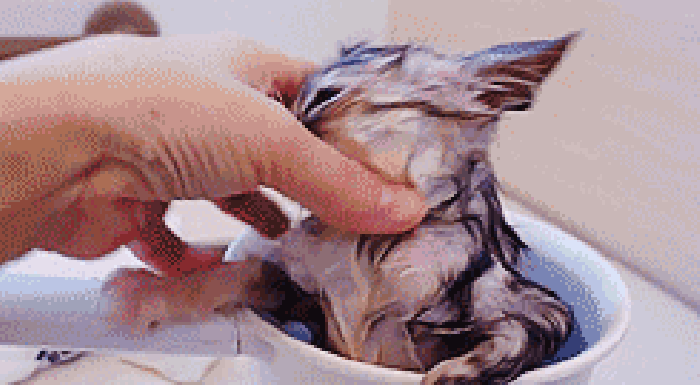 手 水瓢 猫咪 洗澡